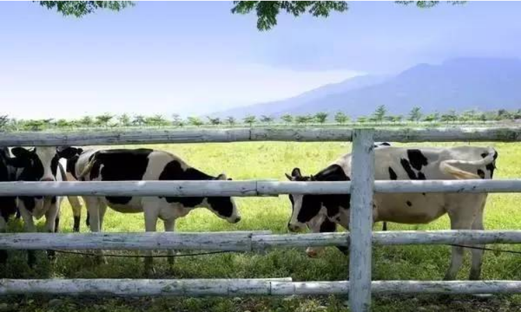 1574241800405918.png 2畜牧業營銷案例.png